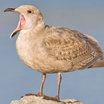 Glaucous-winged Gull